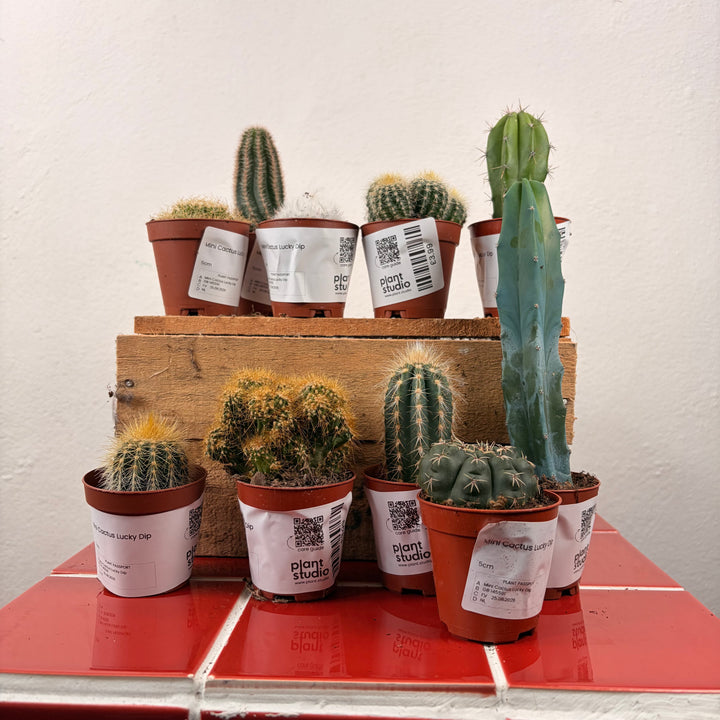 Mini Cactus Lucky Dip