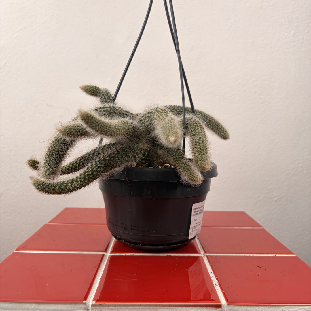 Hildewintera Colademonis  (Cleistocactus Colademonis)  - Monkey tail Cactus