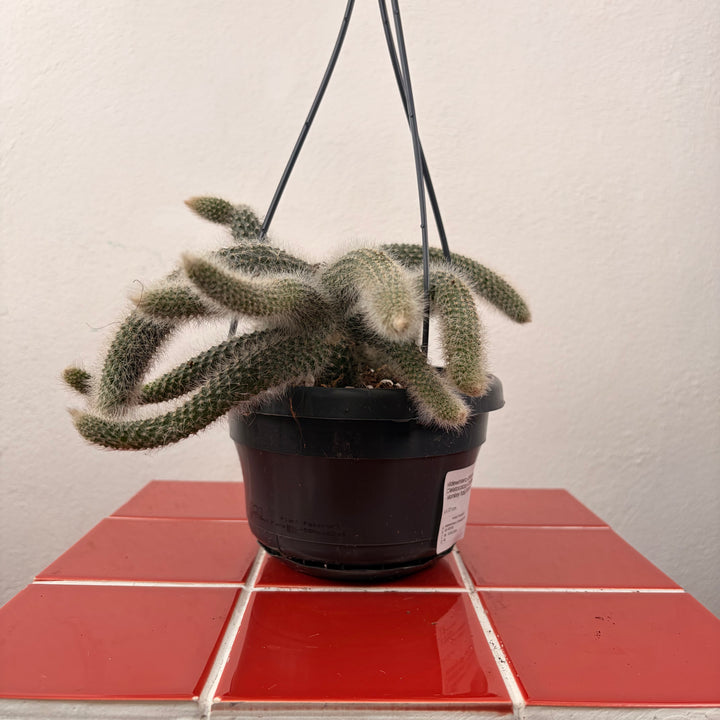 Hildewintera Colademonis  (Cleistocactus Colademonis)  - Monkey tail Cactus