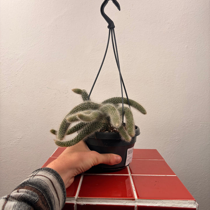 Hildewintera Colademonis  (Cleistocactus Colademonis)  - Monkey tail Cactus