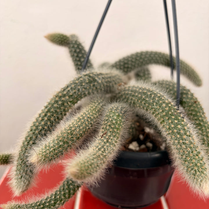 Hildewintera Colademonis  (Cleistocactus Colademonis)  - Monkey tail Cactus
