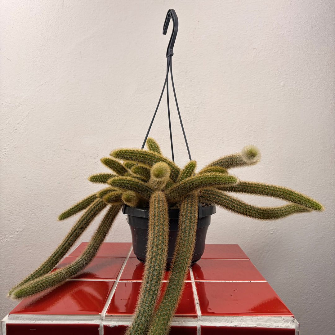 Cleistocactus winteri (Hildewintera aureispina) - Golden Rat tail Cactus