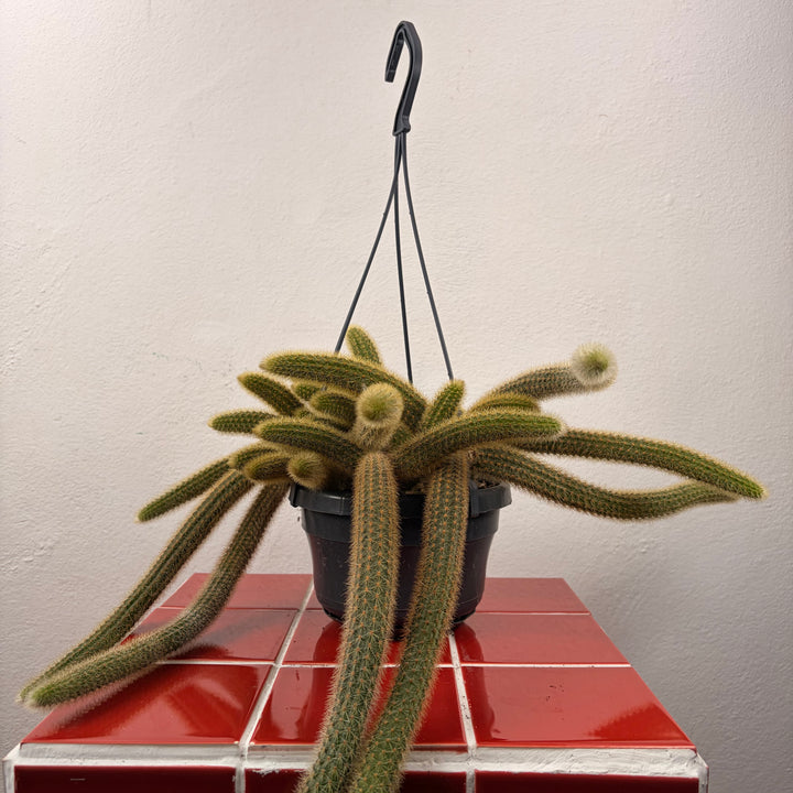 Cleistocactus winteri (Hildewintera aureispina) - Golden Rat tail Cactus