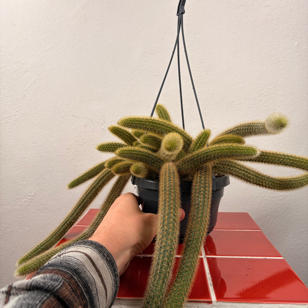 Cleistocactus winteri (Hildewintera aureispina) - Golden Rat tail Cactus