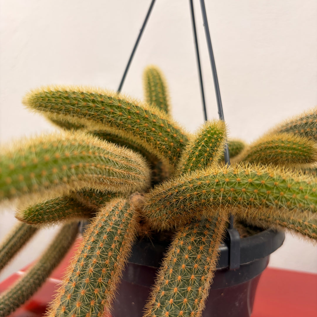 Cleistocactus winteri (Hildewintera aureispina) - Golden Rat tail Cactus