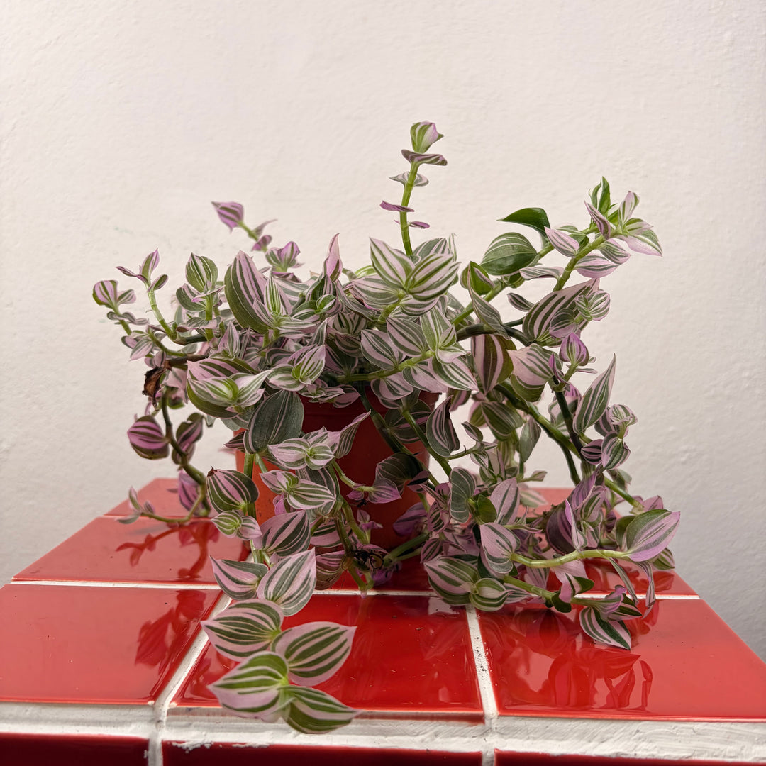 Tradescantia Sweetness