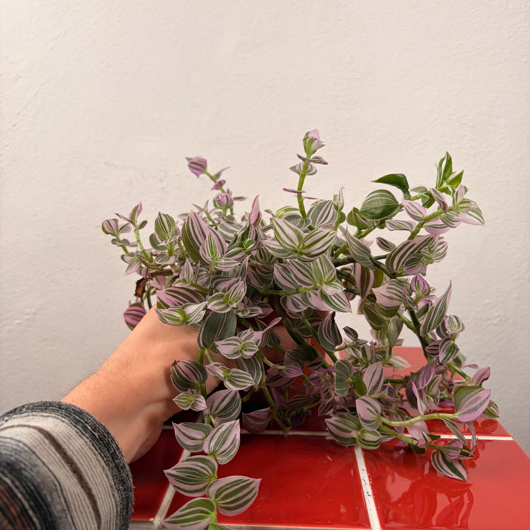 Tradescantia Sweetness