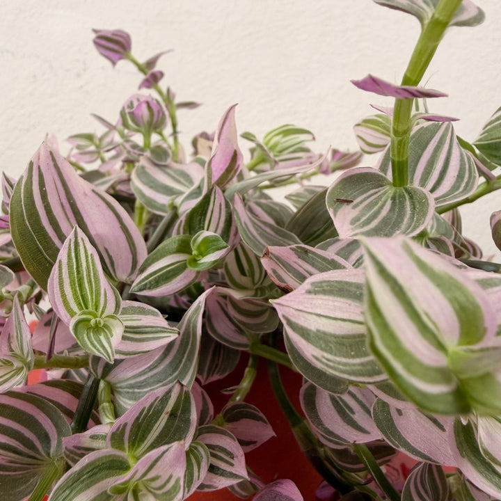 Tradescantia Sweetness