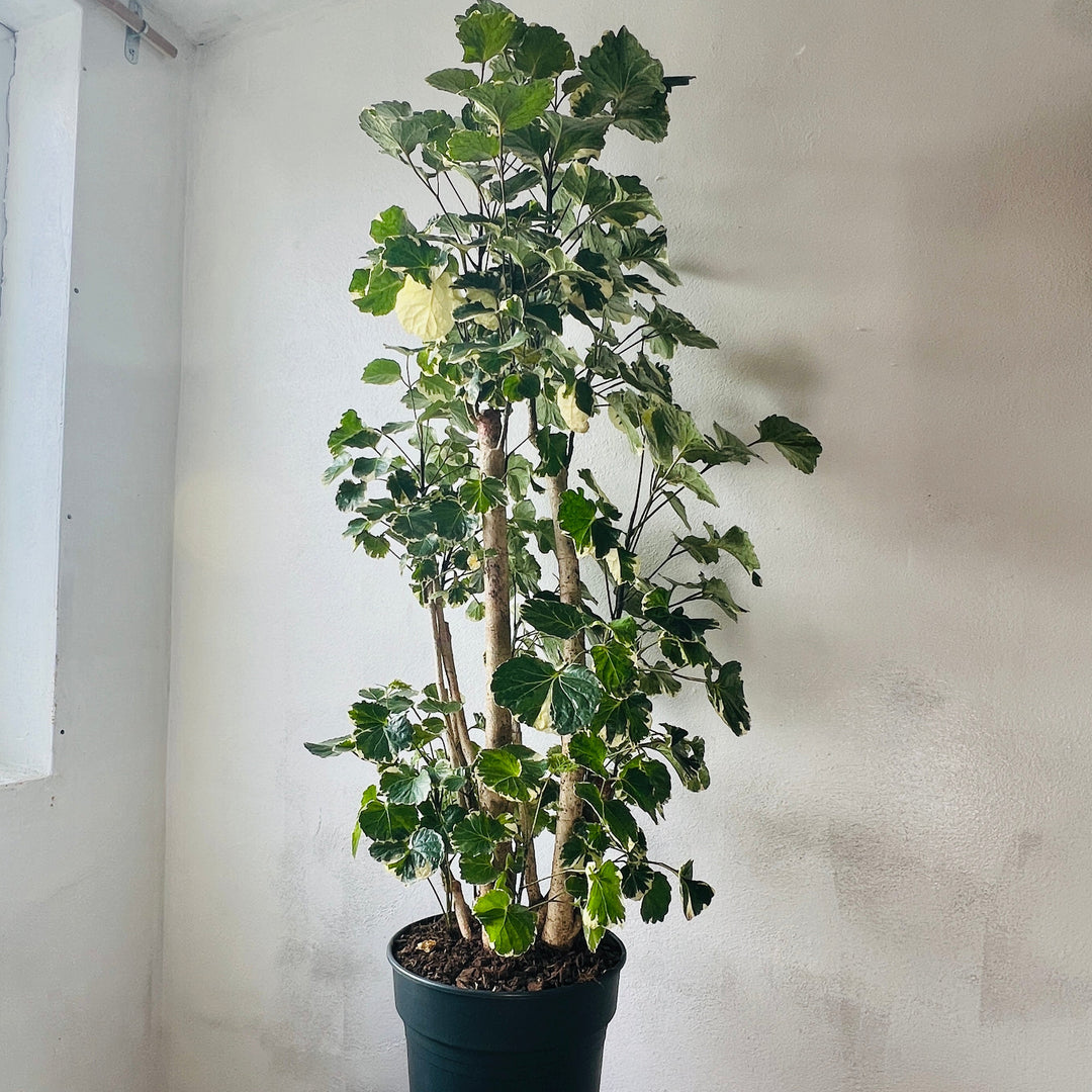 Polyscias balfouriana — Balfour Aralia