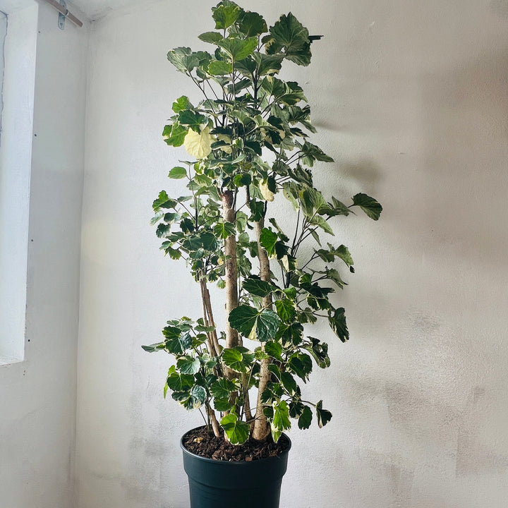 Polyscias balfouriana — Balfour Aralia