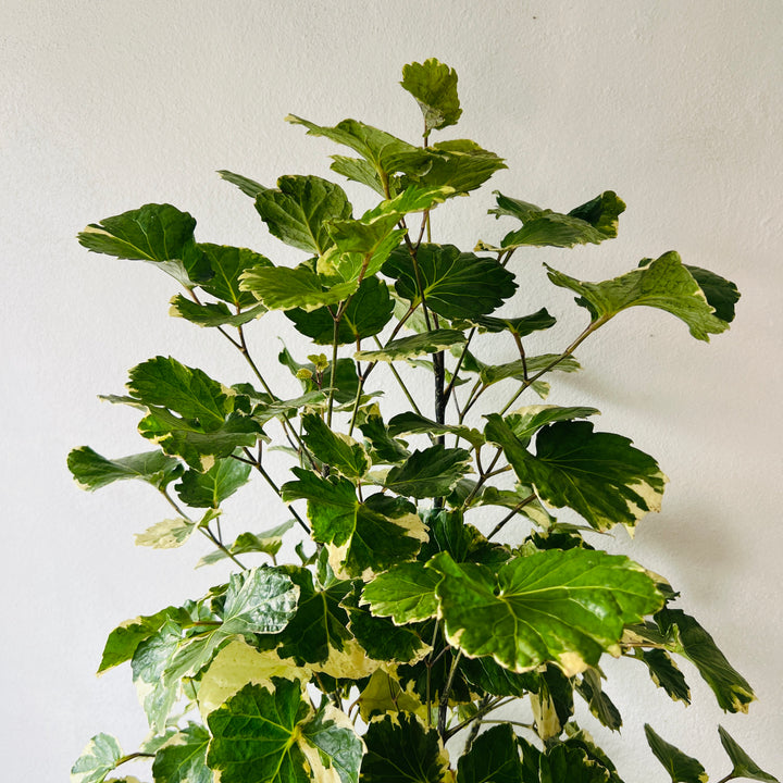 Polyscias balfouriana — Balfour Aralia