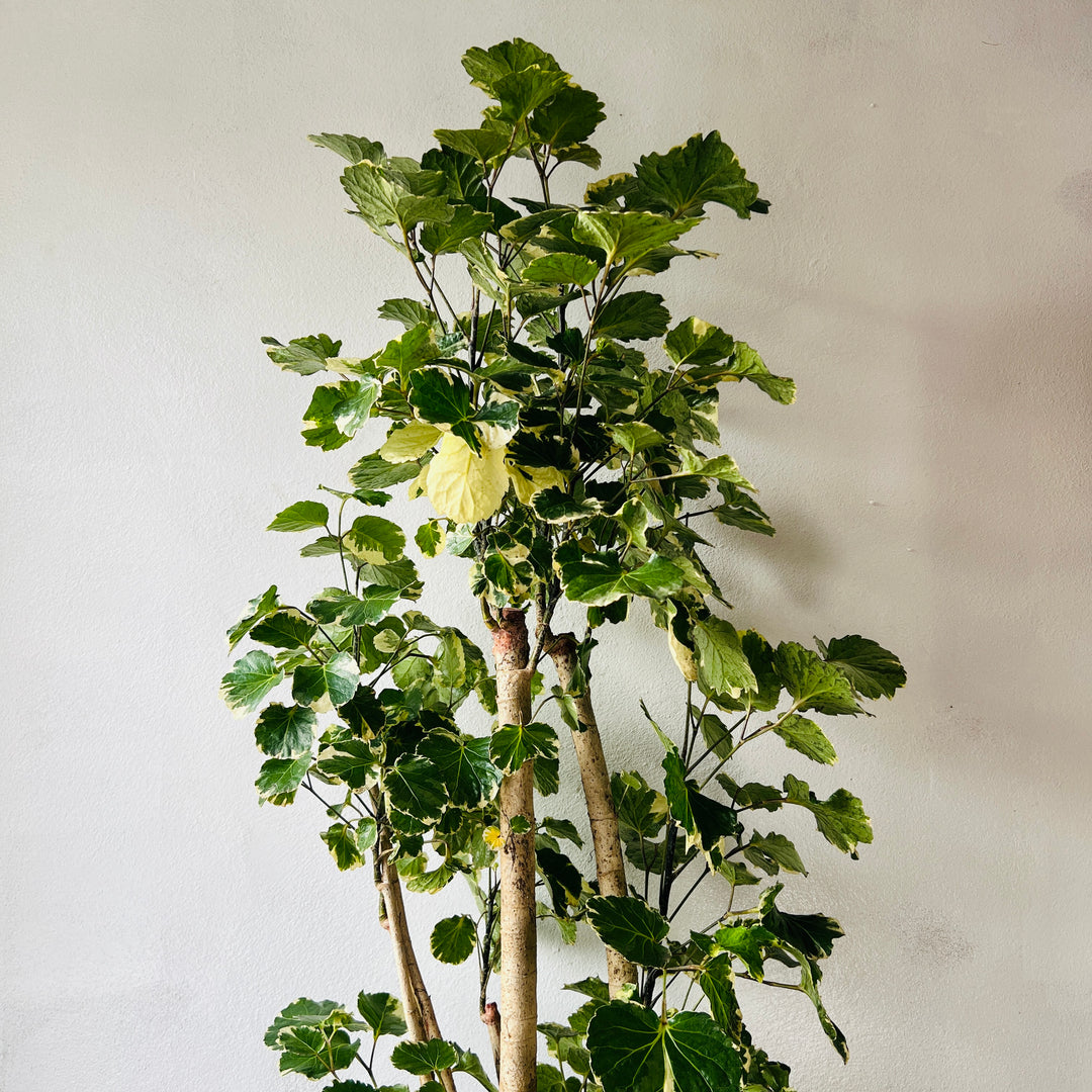 Polyscias balfouriana — Balfour Aralia