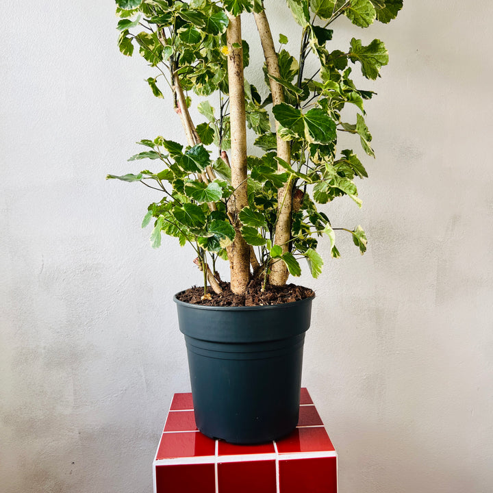 Polyscias balfouriana — Balfour Aralia