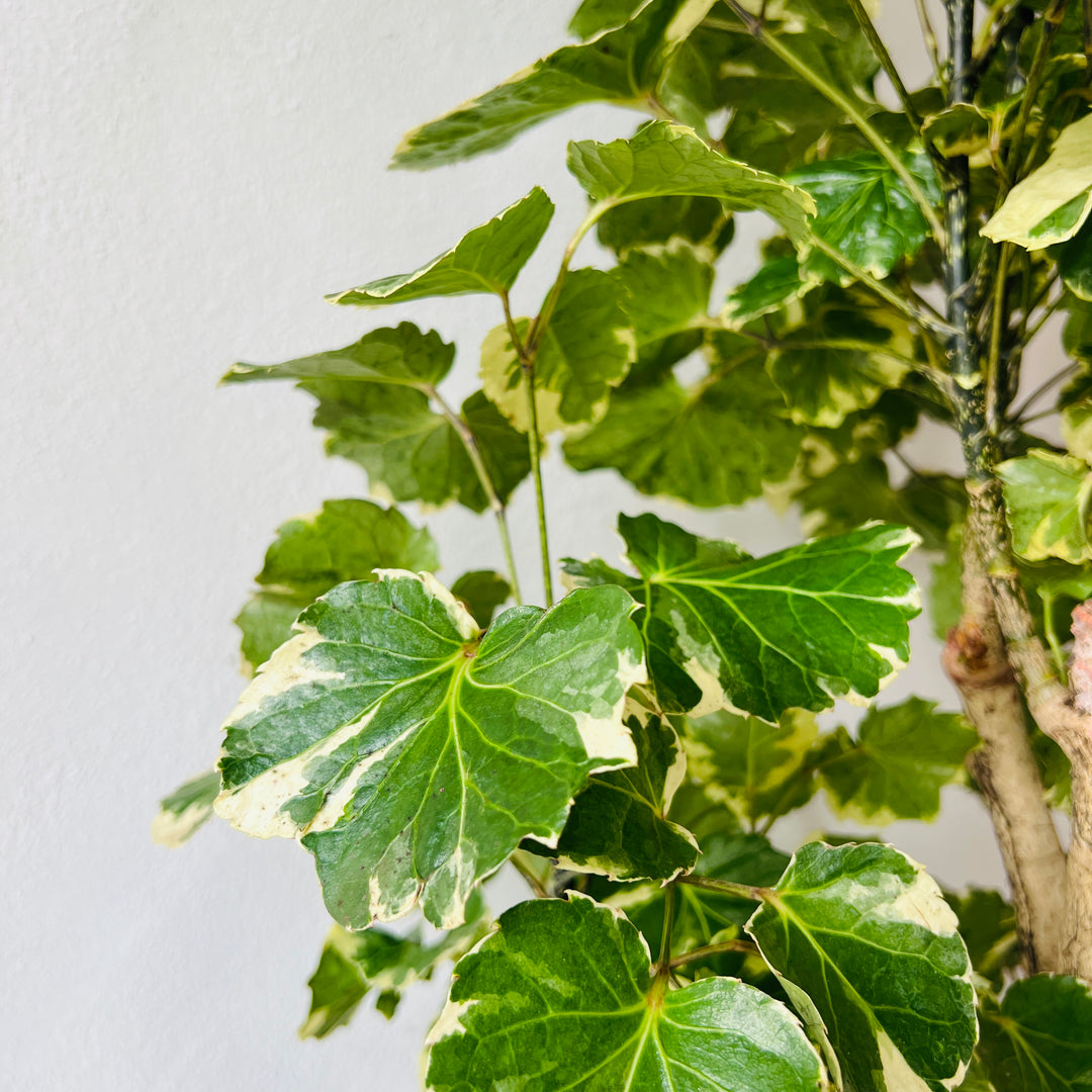 Polyscias balfouriana — Balfour Aralia