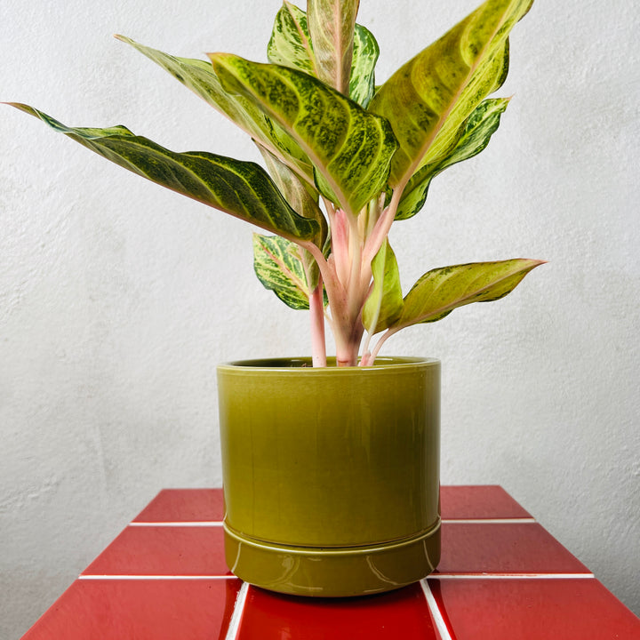 Olive Gloss Cylinder Pot – 12cm