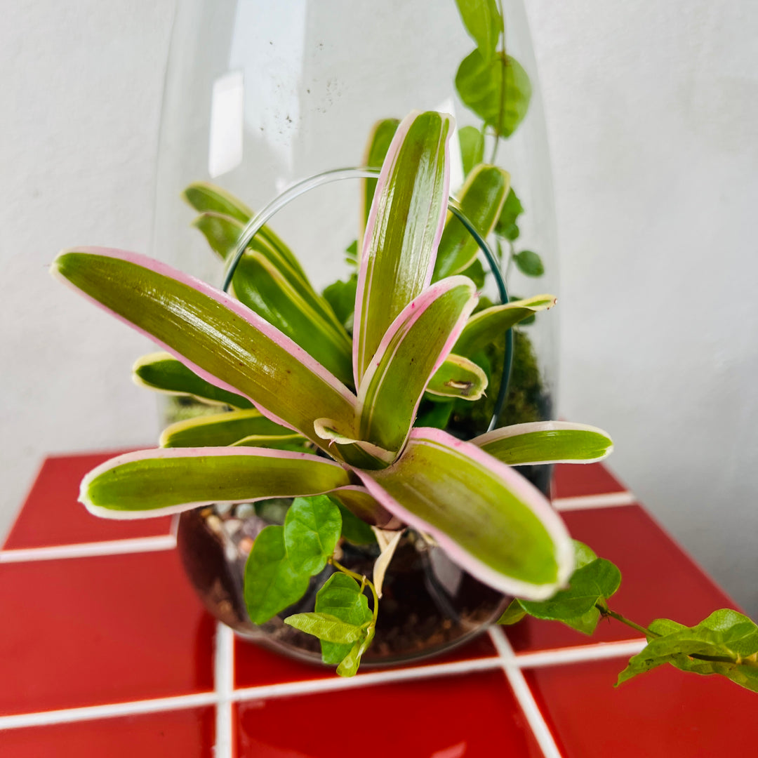 Plant.Studio 'Burst' Open Glass Terrarium