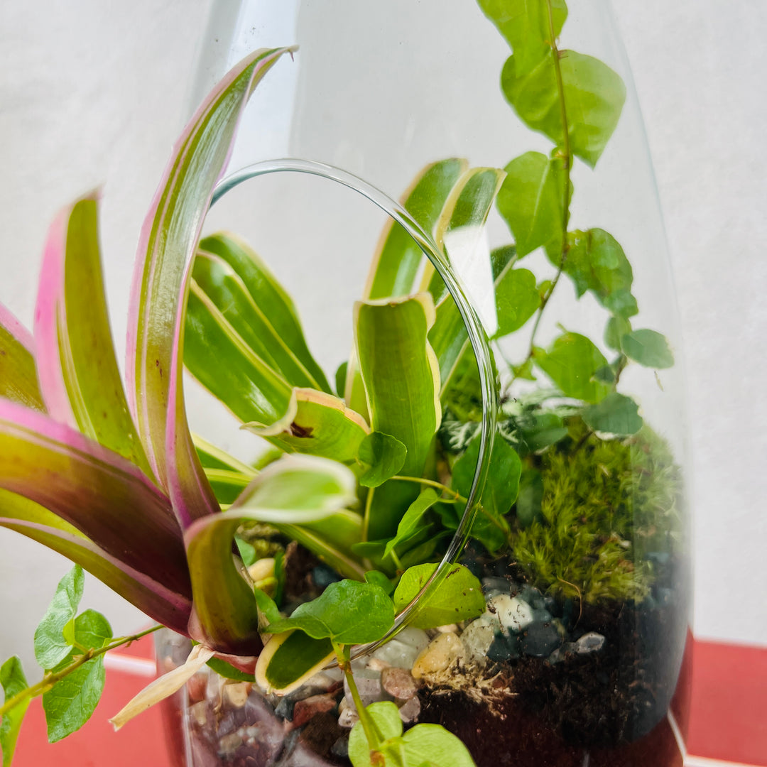 open terrarium plants Plant.Studio 'Burst' Open Glass Terrarium