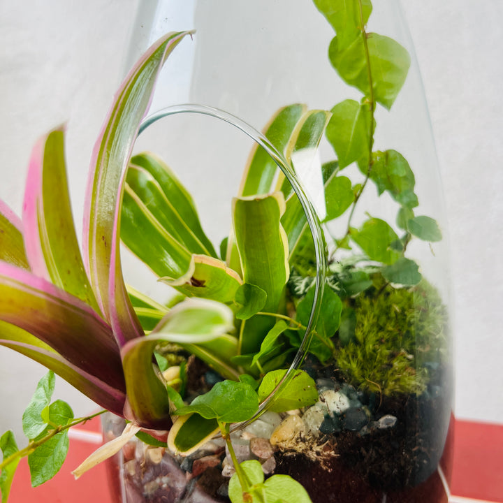 Plant.Studio 'Burst' Open Glass Terrarium