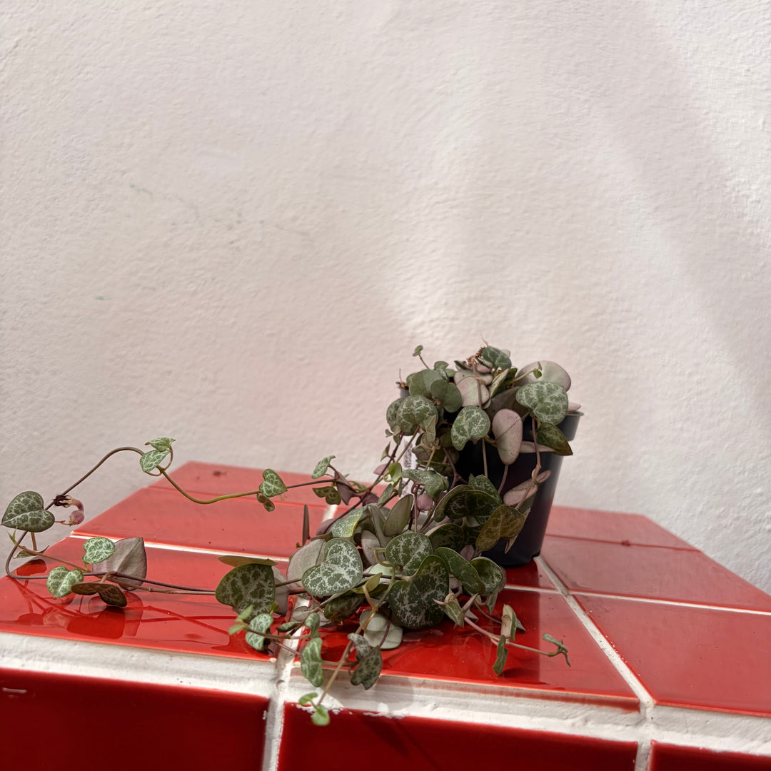 Ceropegia woodii - String of Hearts