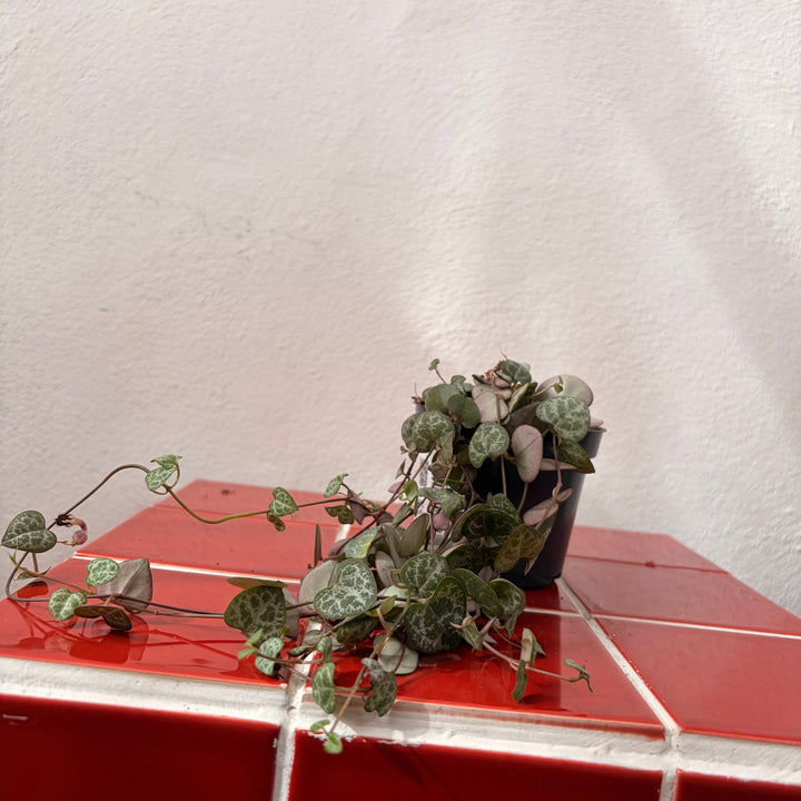 Ceropegia woodii - String of Hearts