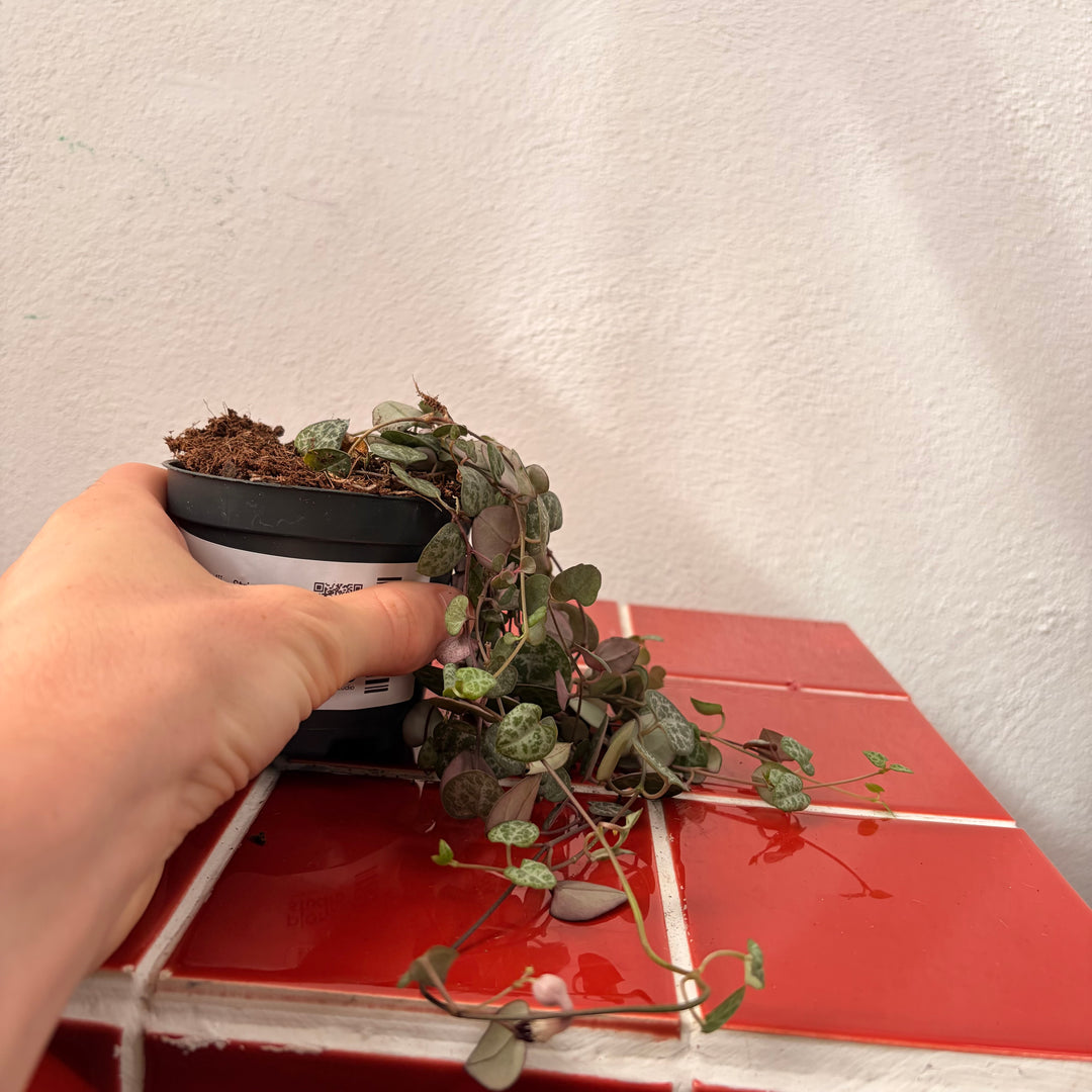 Ceropegia woodii - String of Hearts