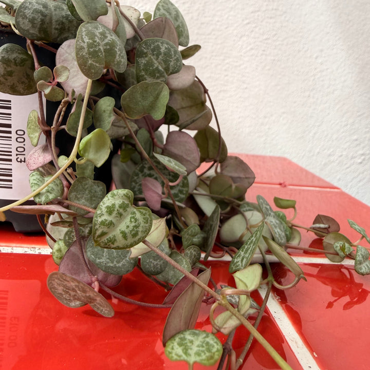 Ceropegia woodii - String of Hearts