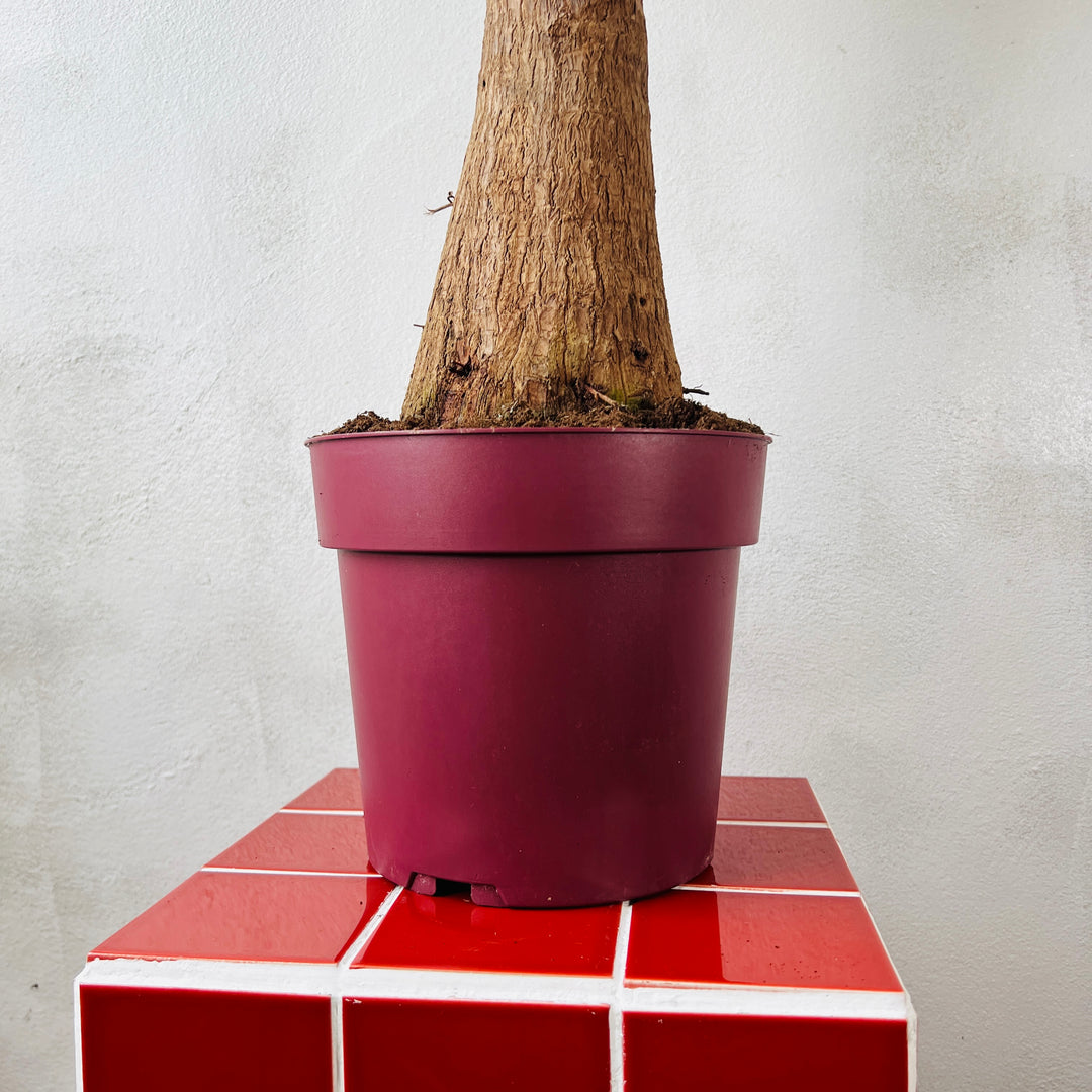 Yucca elephantipes ‘Mayatree’ – Spineless Yucca