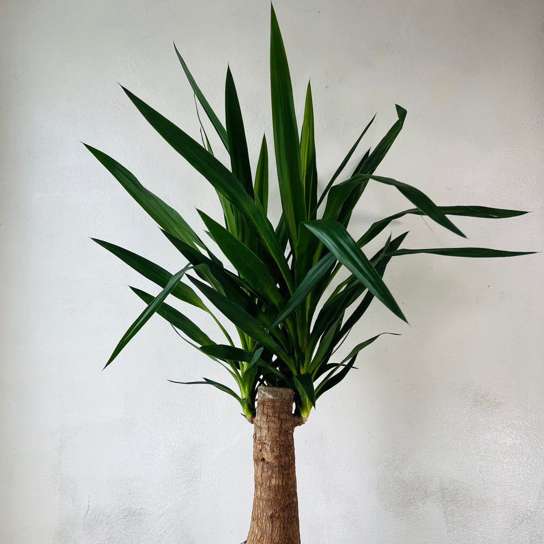 Yucca elephantipes ‘Mayatree’ – Spineless Yucca