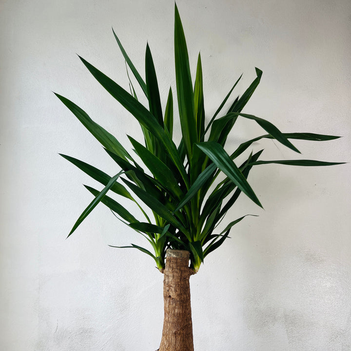 Yucca elephantipes ‘Mayatree’ – Spineless Yucca