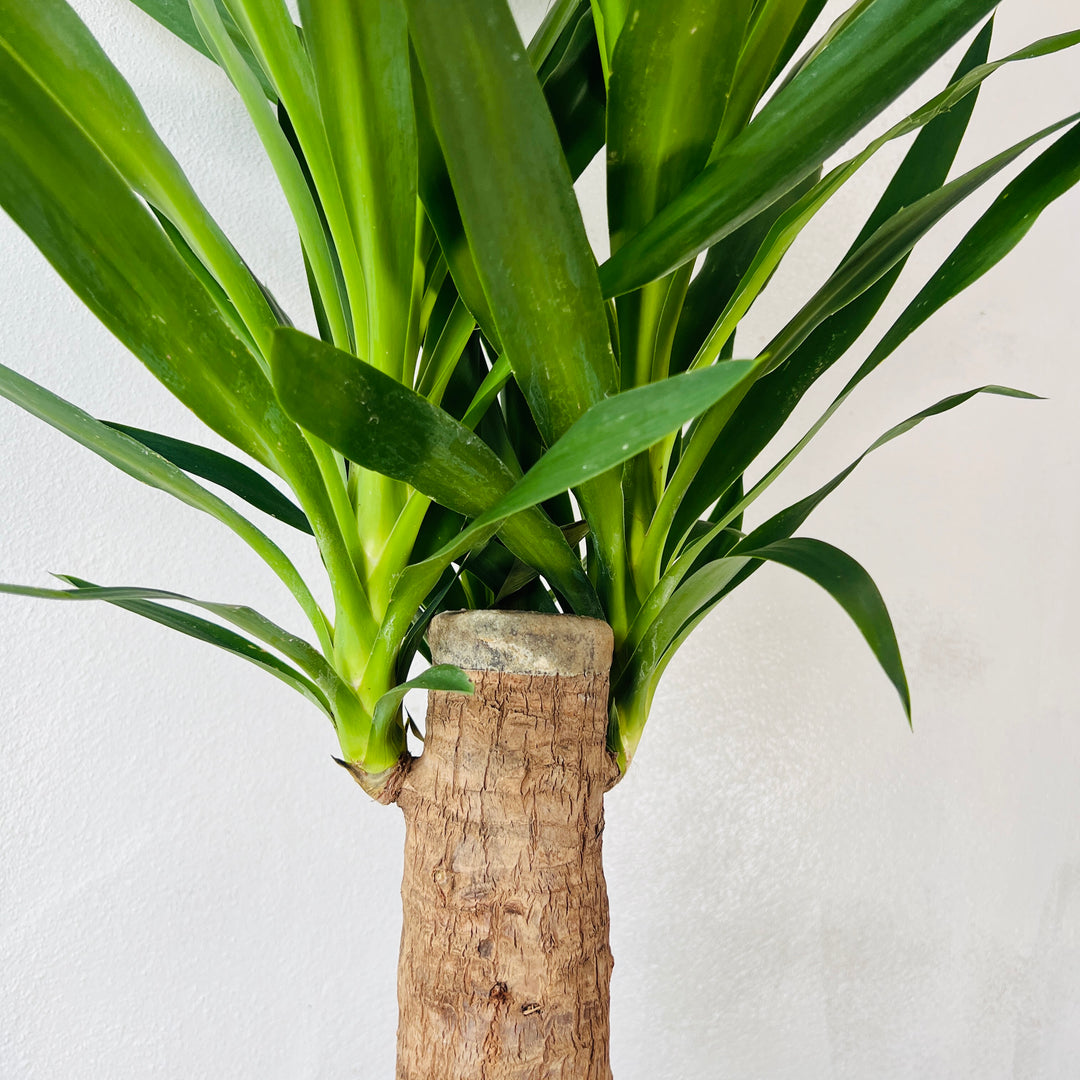 Yucca elephantipes ‘Mayatree’ – Spineless Yucca