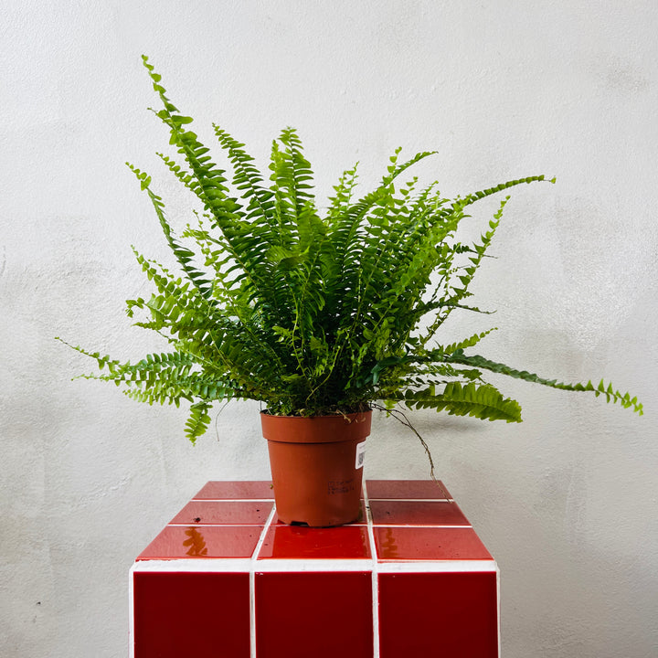 Nephrolepis exaltata ‘Green Lady’ — Boston Fern