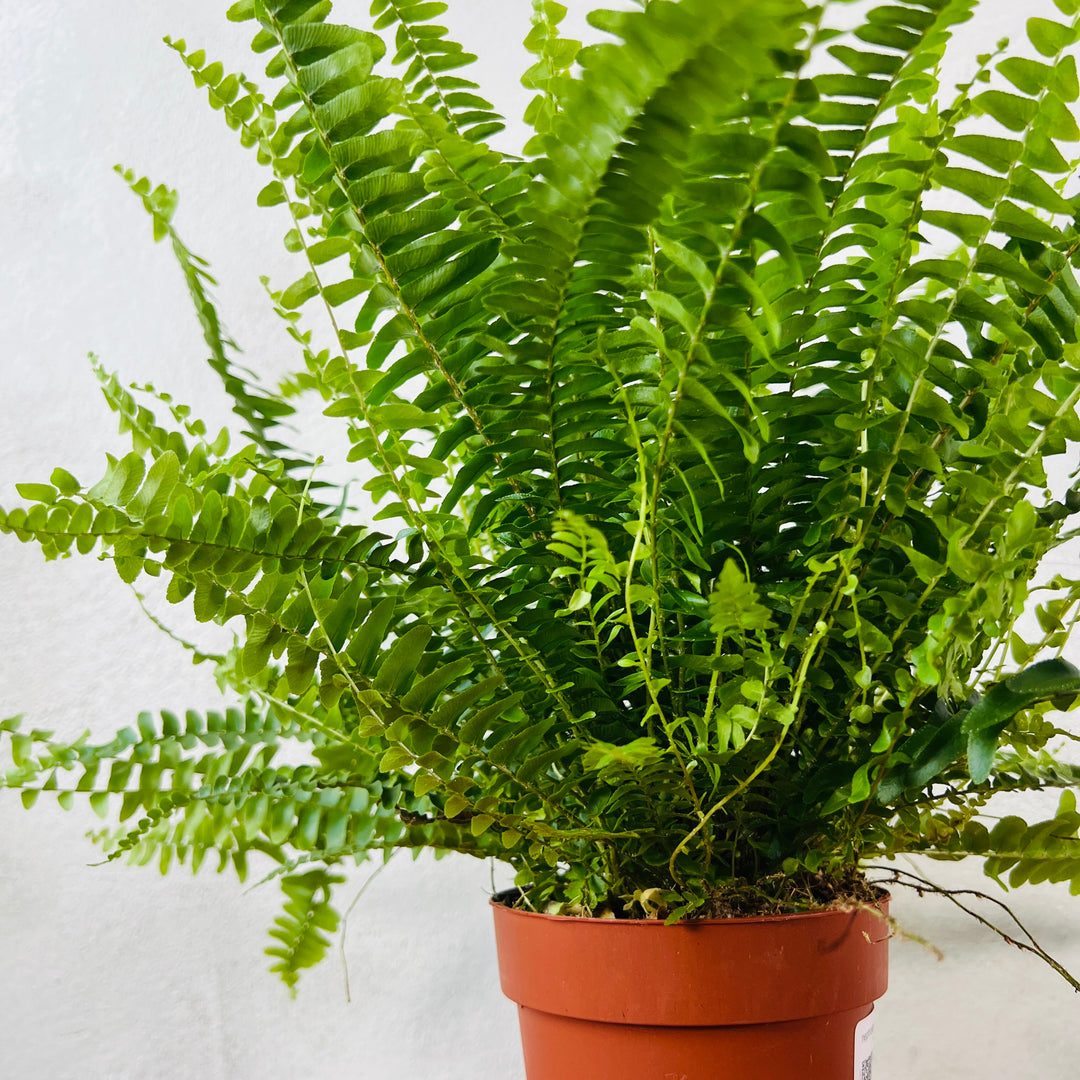 Nephrolepis exaltata ‘Green Lady’ — Boston Fern