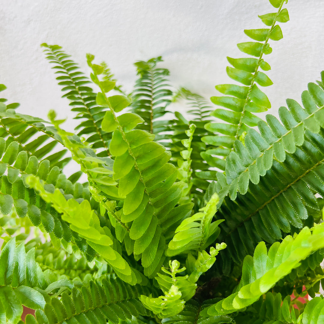 Nephrolepis exaltata ‘Green Lady’ — Boston Fern