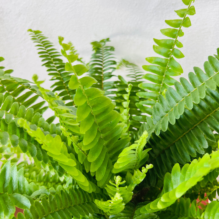 Nephrolepis exaltata ‘Green Lady’ — Boston Fern