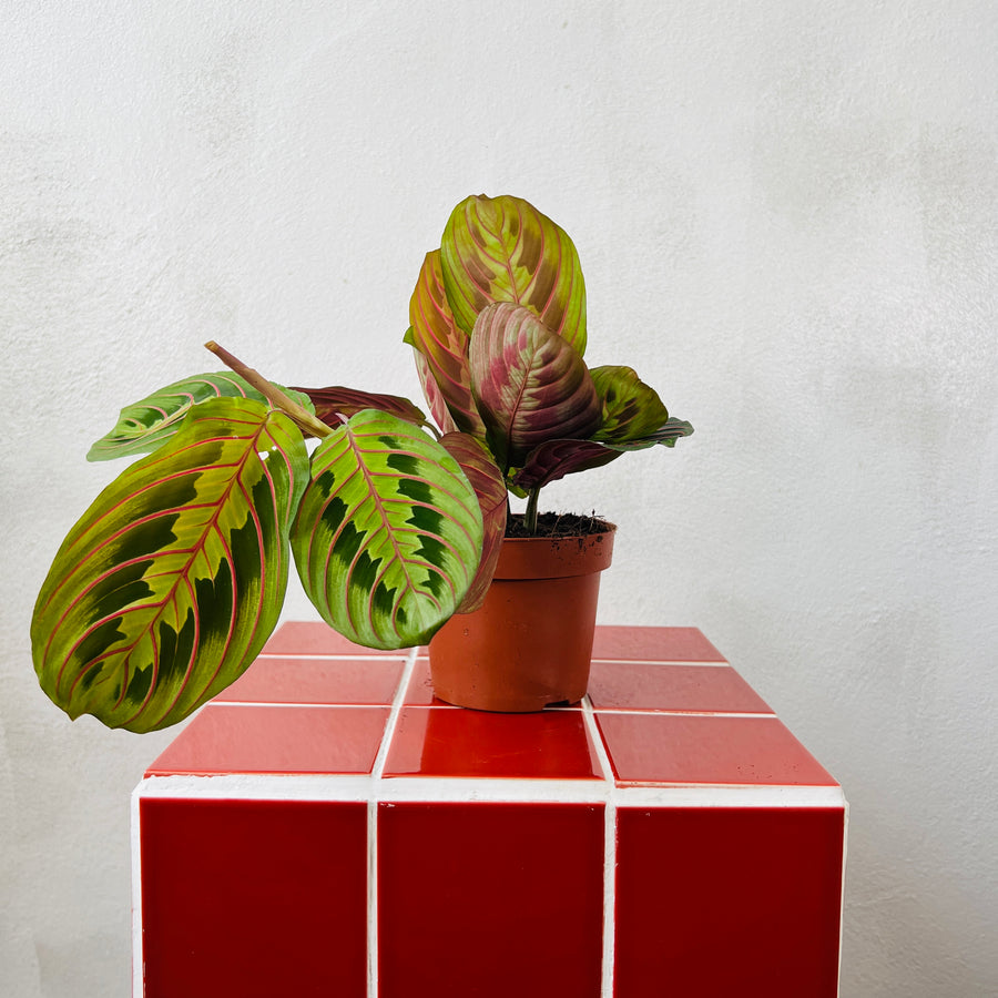 maranta prayer plant near me Maranta 'Fascinator' – Red Vein Prayer Plant for Low Light & Pots – Plant Studio