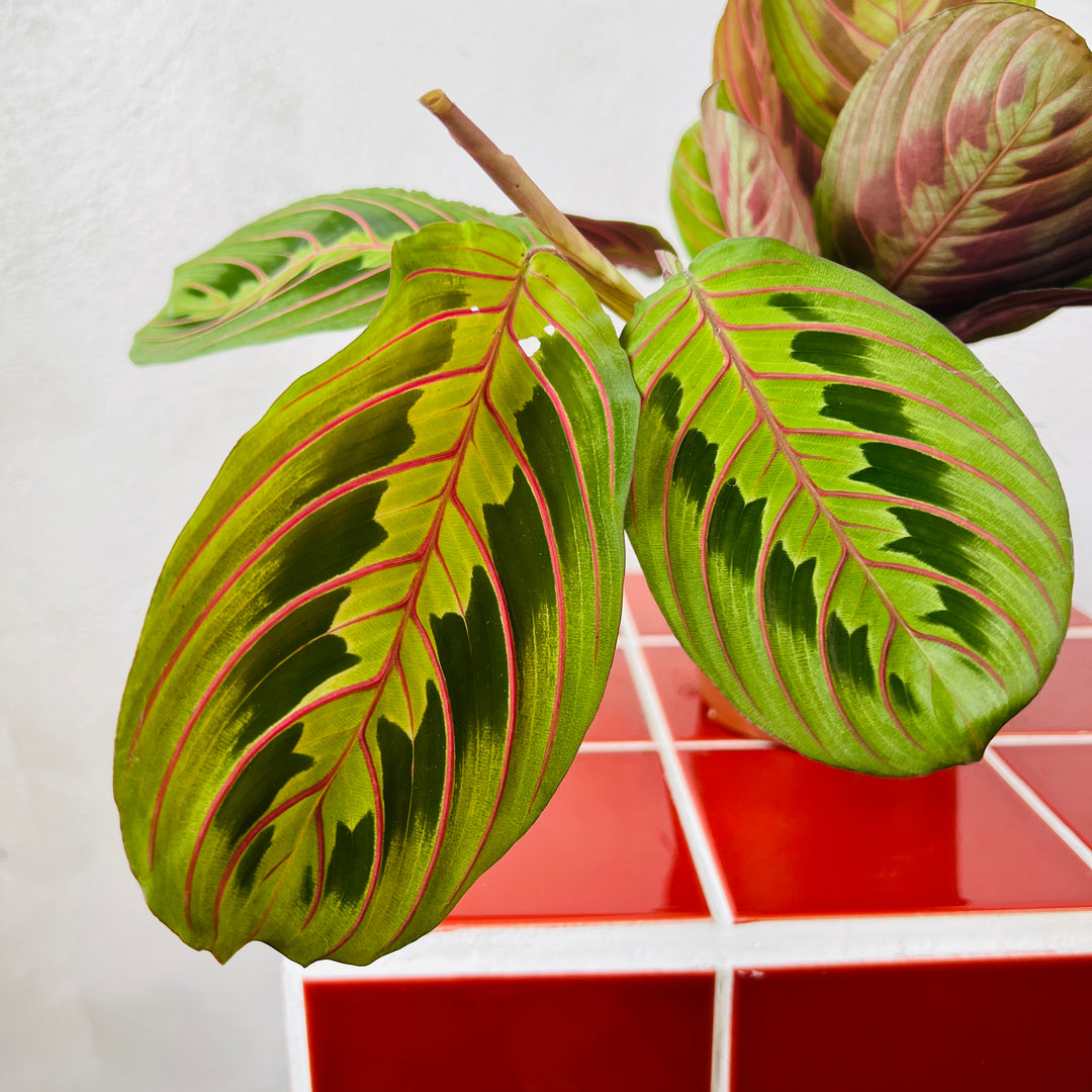 red prayer plant light Maranta 'Fascinator' – Red Vein Prayer Plant for Low Light & Pots – Plant Studio