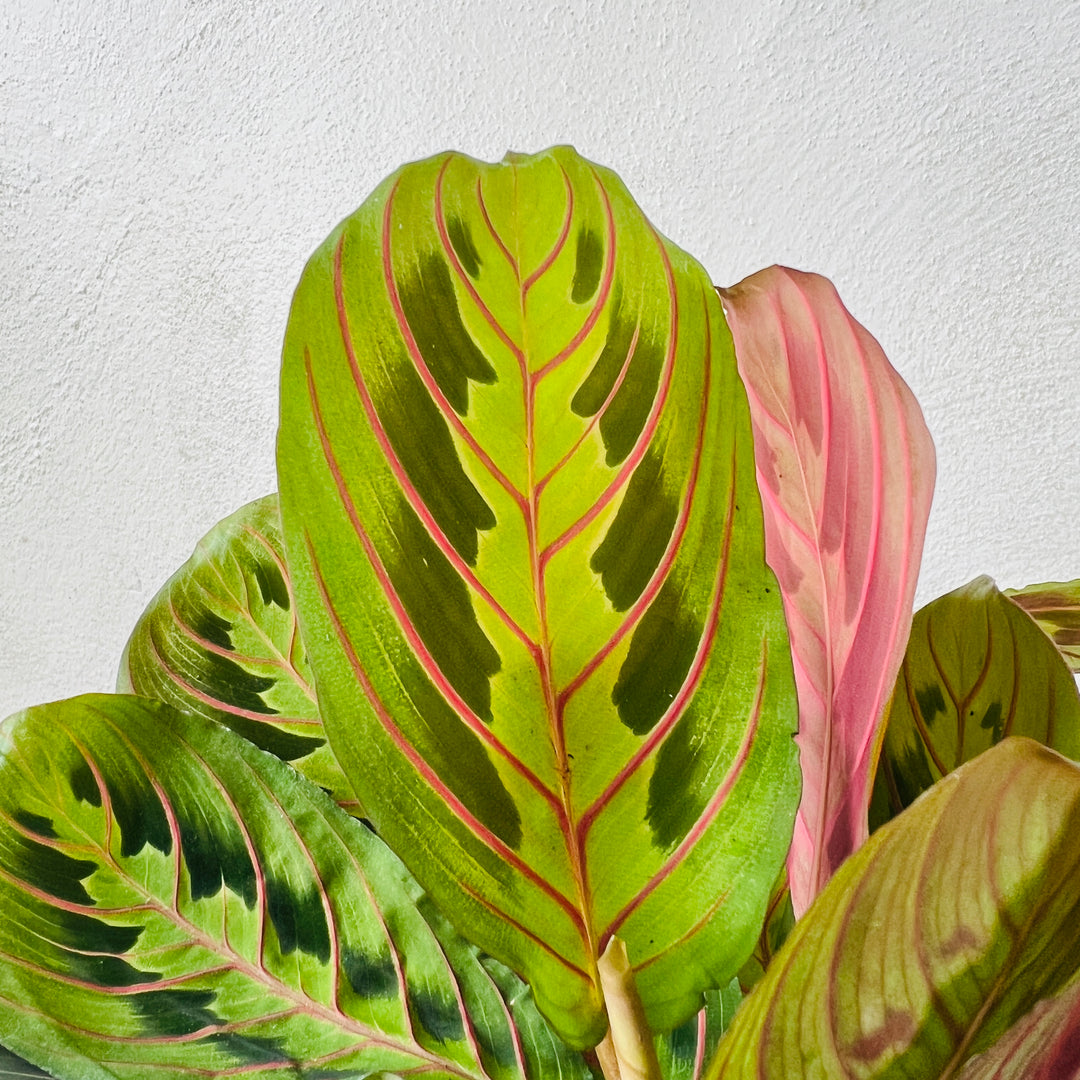 prayer plant new leaves pale Maranta 'Fascinator' – Red Vein Prayer Plant for Low Light & Pots – Plant Studio