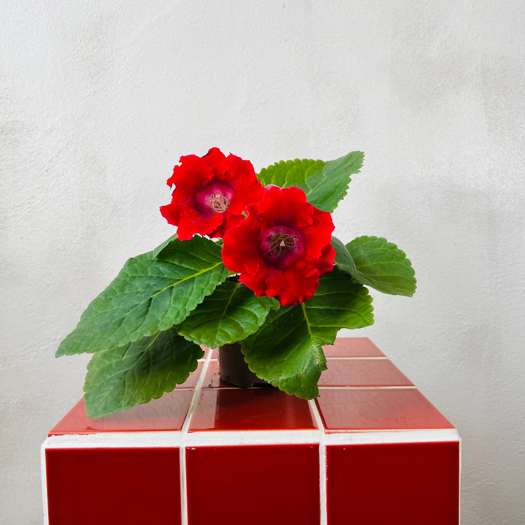 Sinningia – Assorted lucky dip (Florist Gloxinia)