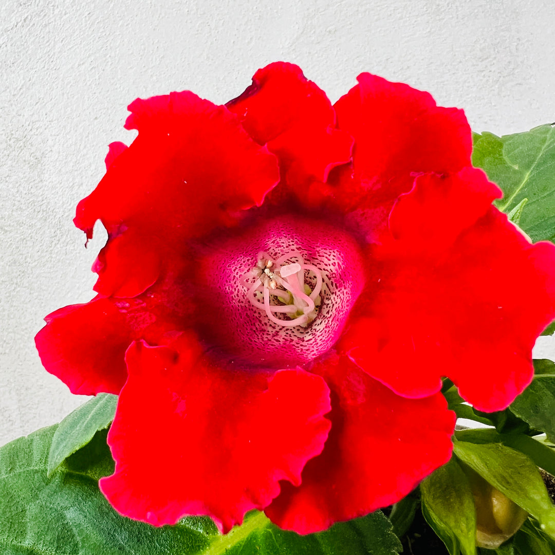 Sinningia – Assorted lucky dip (Florist Gloxinia)