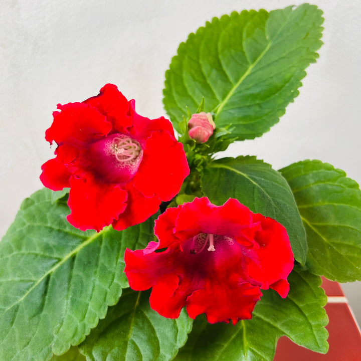 Sinningia – Assorted lucky dip (Florist Gloxinia)