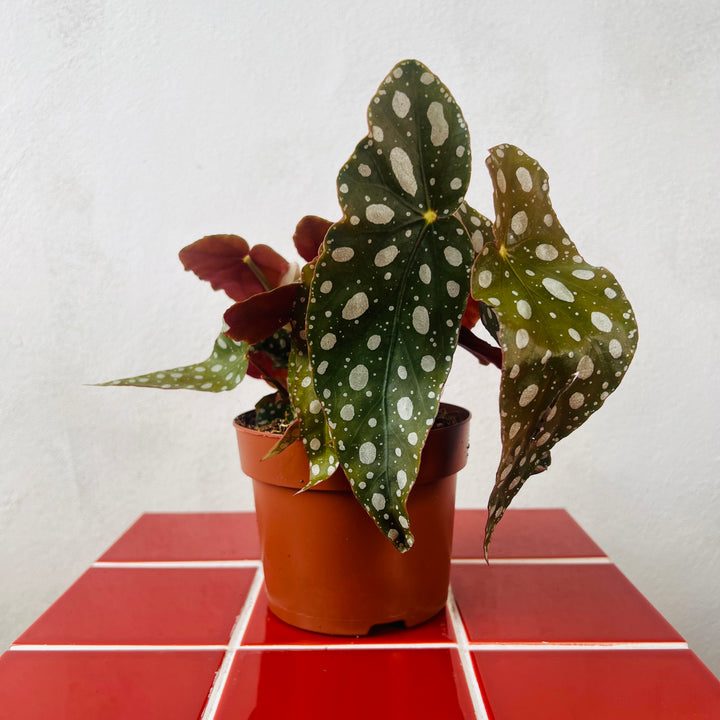 Begonia Maculata ‘Wightii’ – Polka Dot Begonia