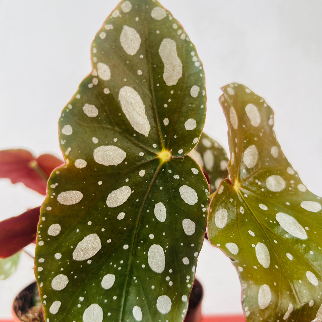 Begonia Maculata ‘Wightii’ – Polka Dot Begonia