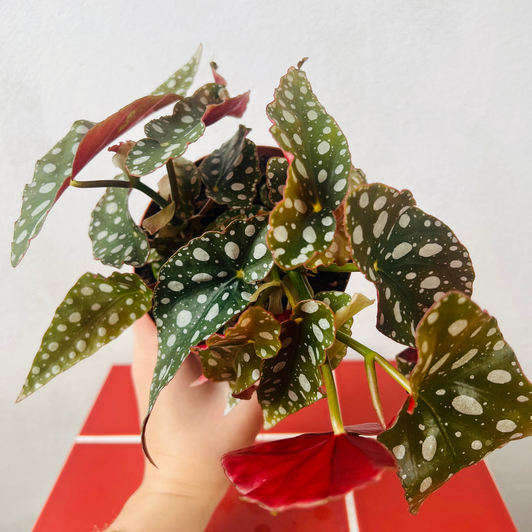 Begonia Maculata ‘Wightii’ – Polka Dot Begonia
