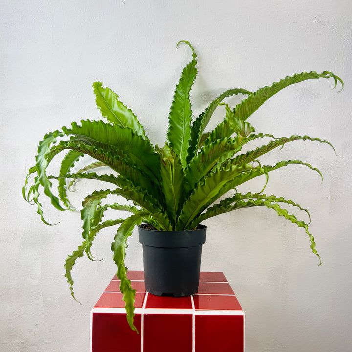 Asplenium antiquum ‘Osaka’ – Bird’s Nest Fern