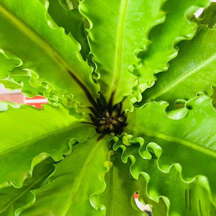 Asplenium antiquum ‘Osaka’ – Bird’s Nest Fern