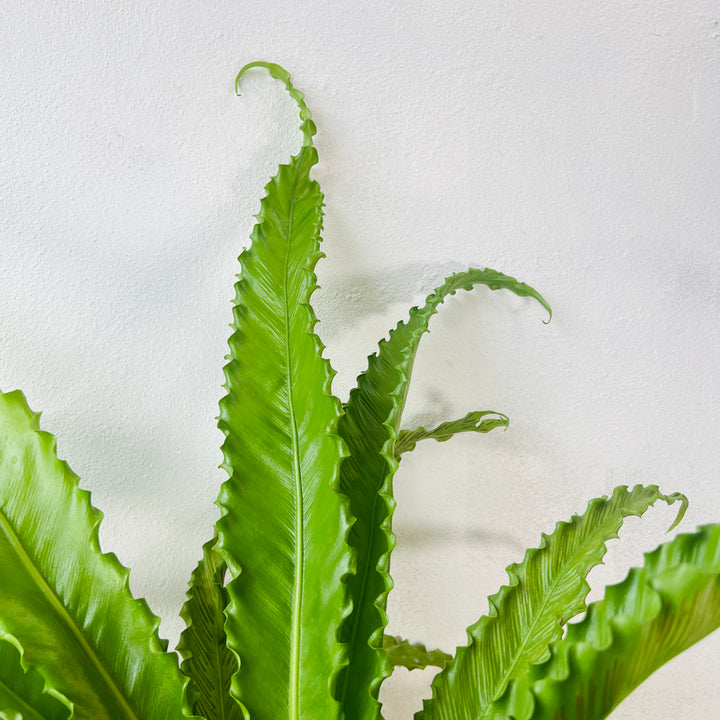 Asplenium antiquum ‘Osaka’ – Bird’s Nest Fern