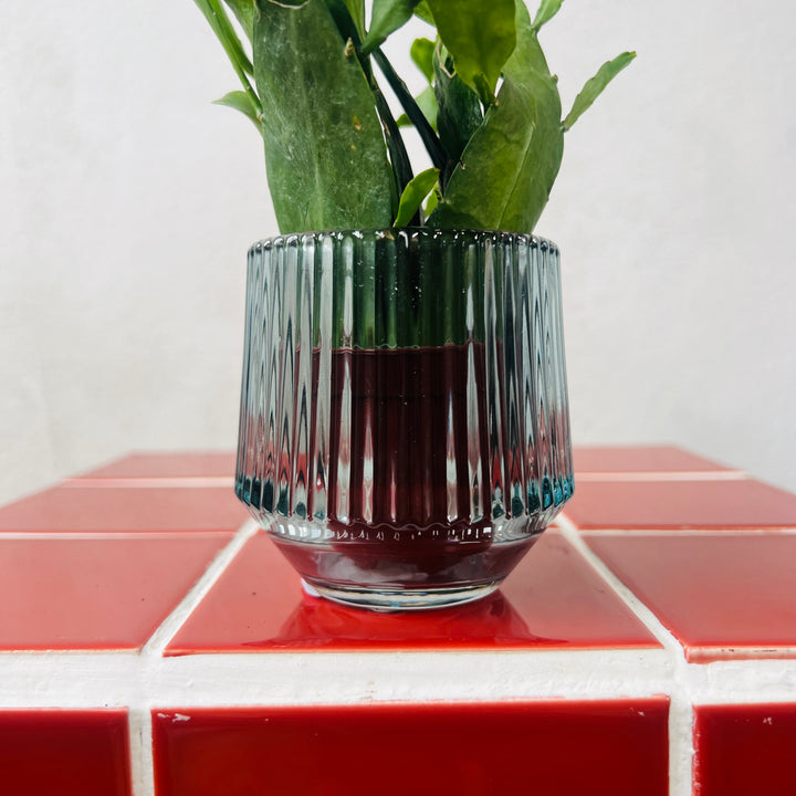 Ribbed Glass Pot – 6cm