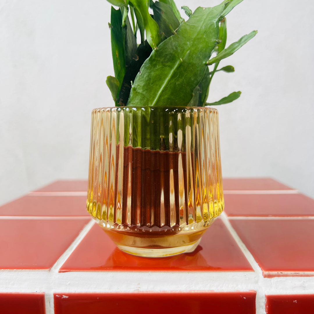 Ribbed Glass Pot – 6cm