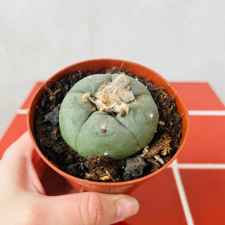 Lophophora williamsii - Button Cactus