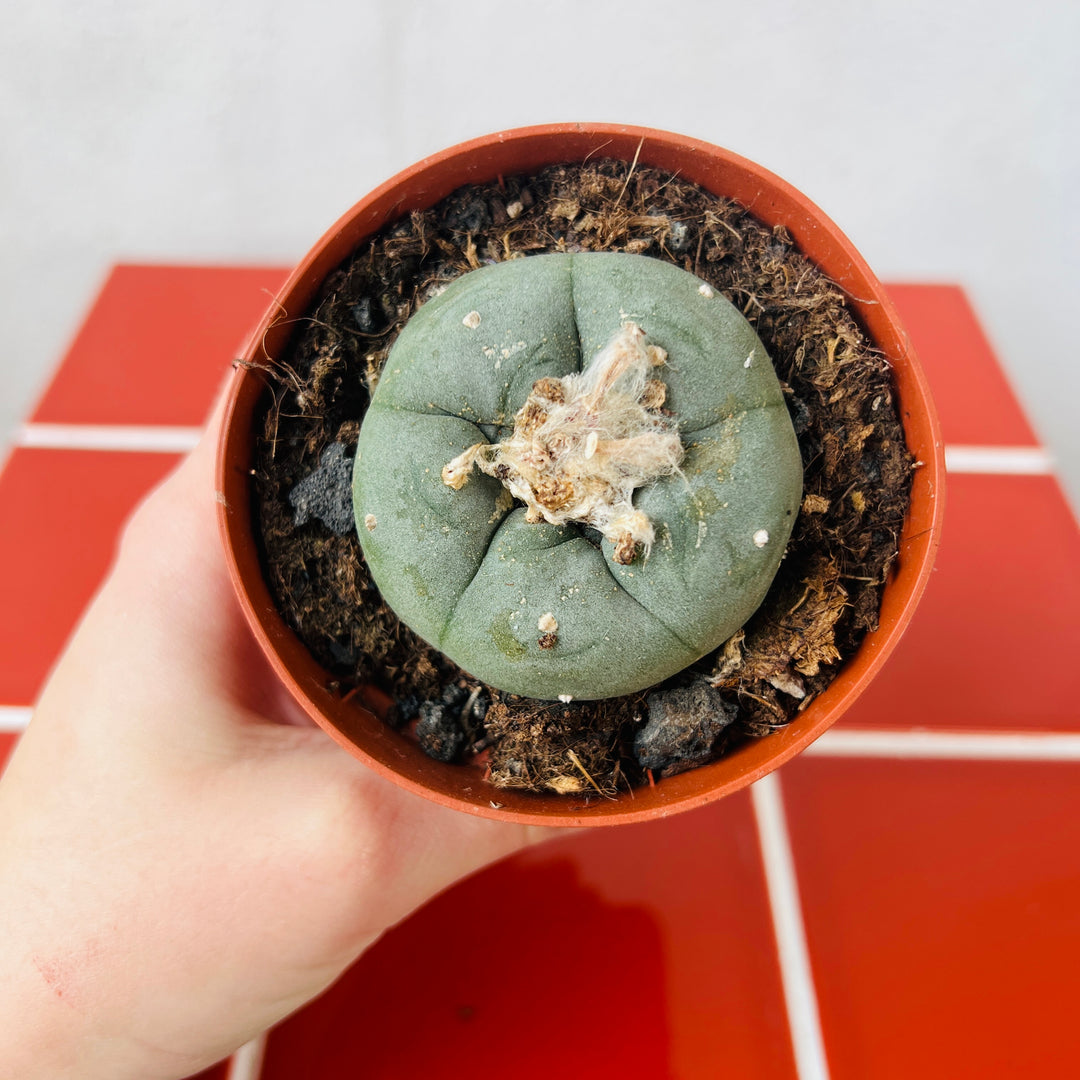 Lophophora williamsii - Button Cactus